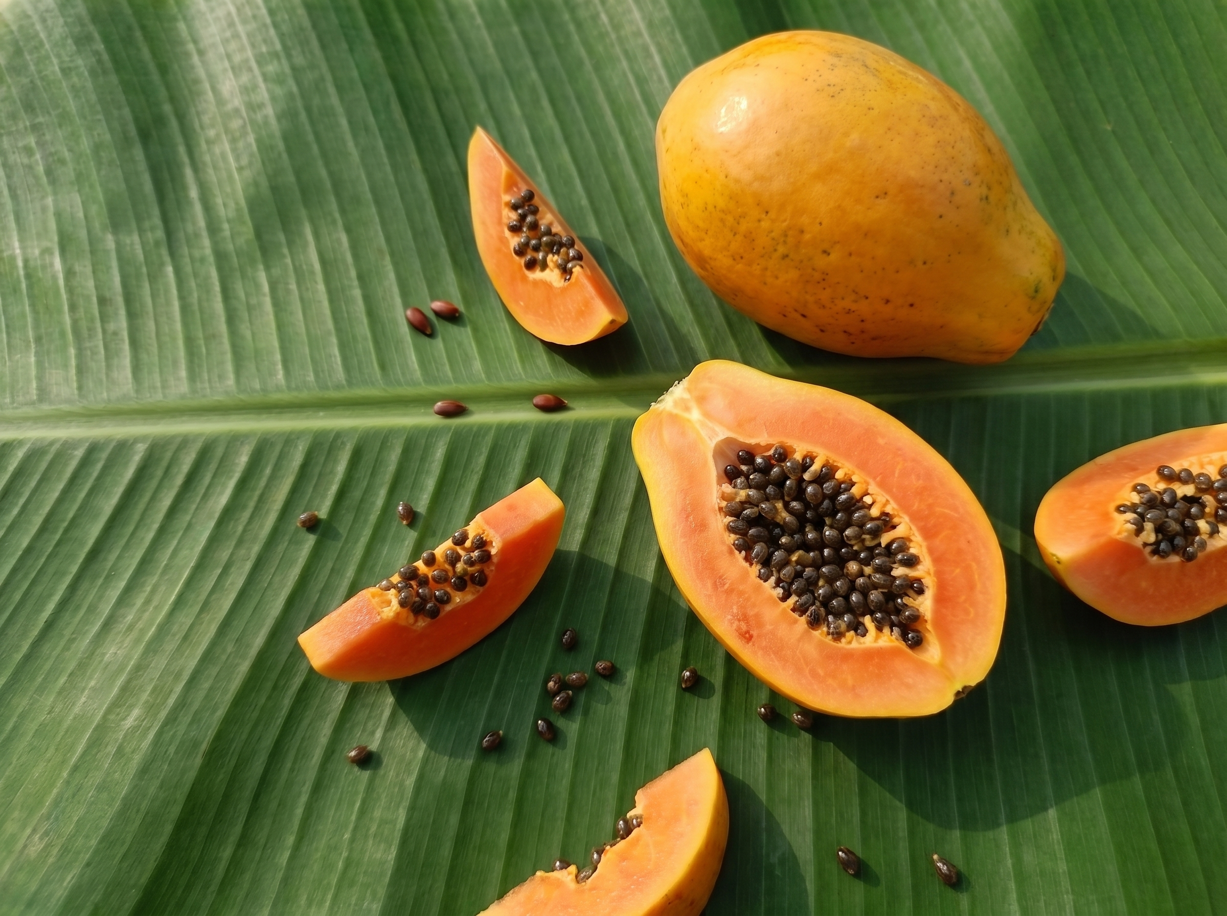 Papaja