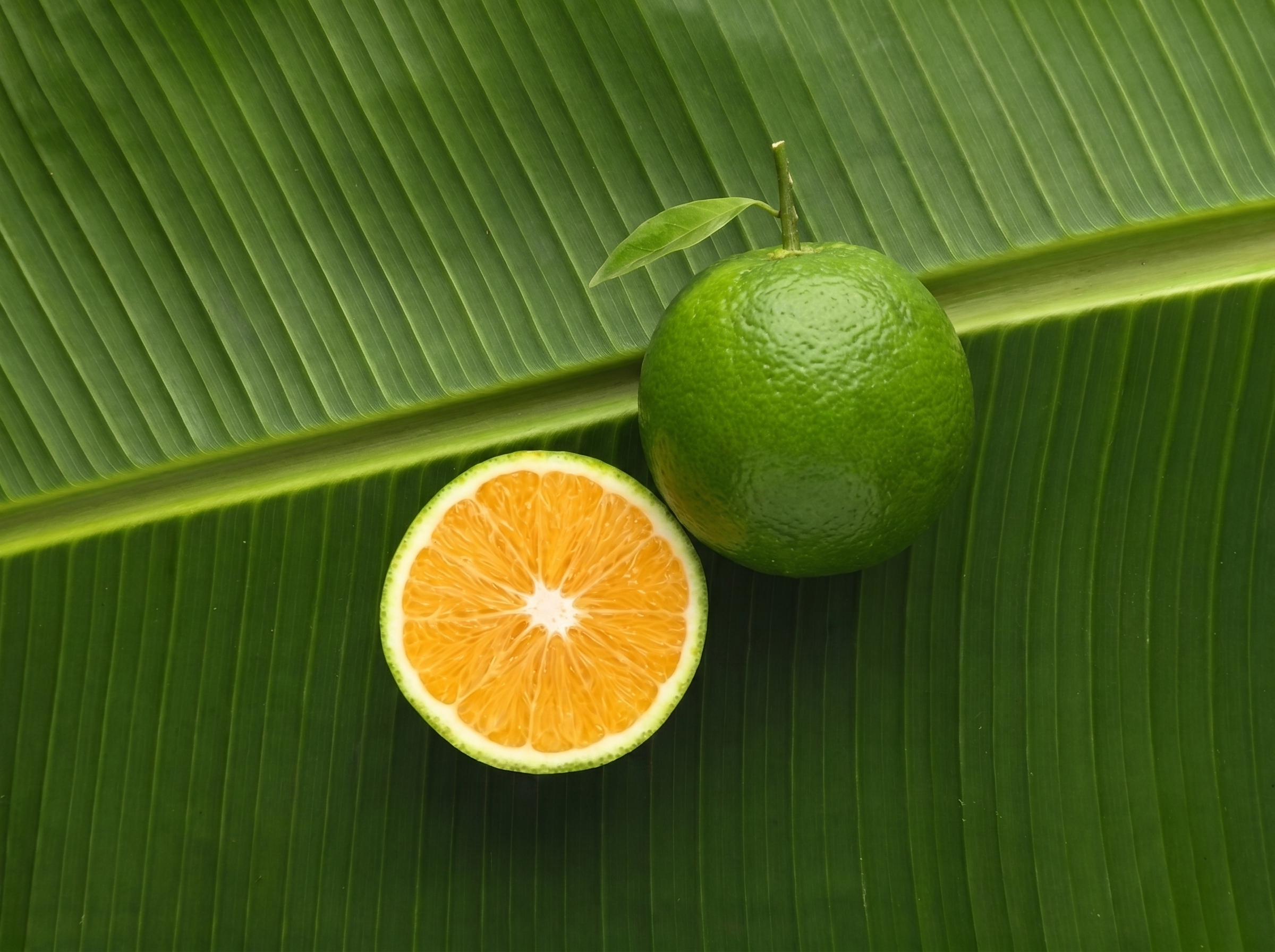Sinaasappels