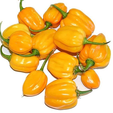 Peper